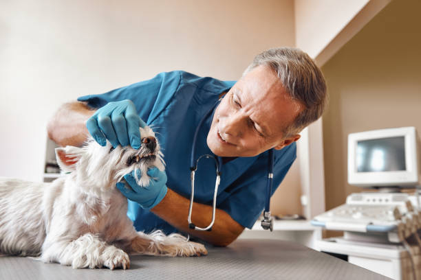 Best After-Hours Emergency Dentist in Gray, LA